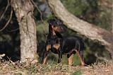 JAGDTERRIER ALLEMAND 085
